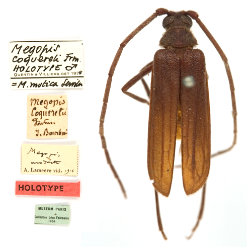 Anthracocentrus arabicus